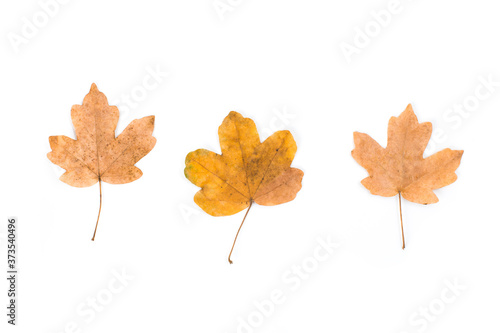 Yellow maple leaf as an autumn symbol. Isolated on white.
