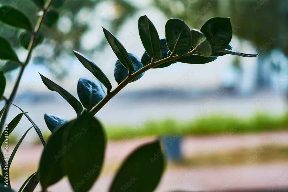 Fototapeta premium Large beautiful green foliars, decorative, indoor plants in pots opposite at the window.