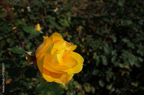 Yellow Flower of Rose 'Henry Fonda' in Full Bloom
 photo