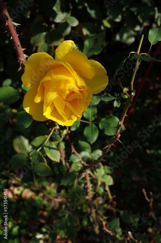 Yellow Flower of Rose 'Henry Fonda' in Full Bloom
 photo