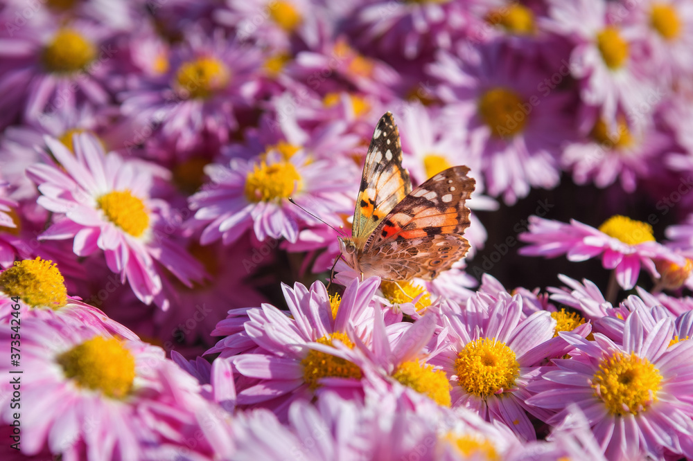 Butterfly Vanessa cardui sits on a chrysanthemum. Chrysanthemum background with a copy of space. Butterfly close-up. Beautiful lilac chrysanthemums are blooming in the garden. Butterfly Vanessa cardui sits on a chrysanthemum. Chrysanthemum background with a copy of space. Butterfly close-up. Beautiful lilac chrysanthemums are blooming in the garden.