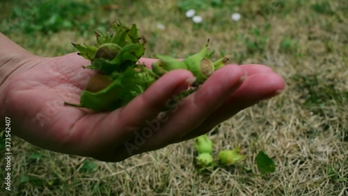 Unpeeled fresh hazelnut falling into woman hand
