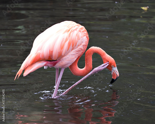Flamingo bird stock photos.  Flamingo bird close-up profile view with water background. Flamingo bird scratching its head.