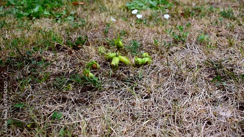 Unpeeled hazelnuts falling on the grass