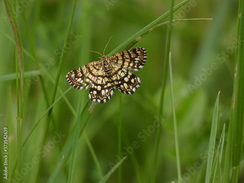 Latticed heath moth (Chiasmia clathrata) in the blades of green grass, Gdansk, Poland
