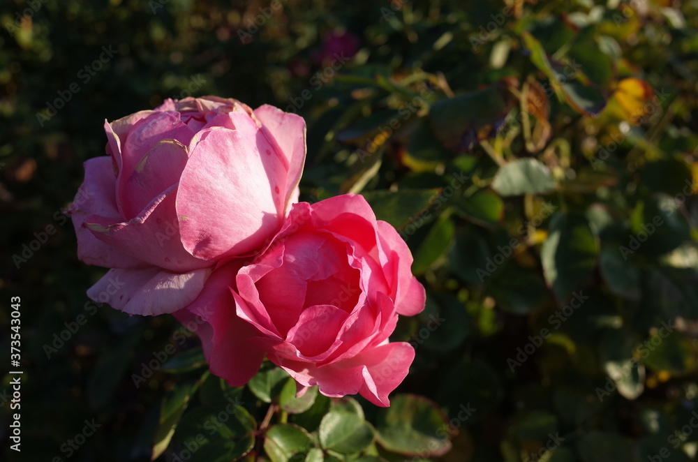 Light Pink Flower of Rose 'History' in Full Bloom
