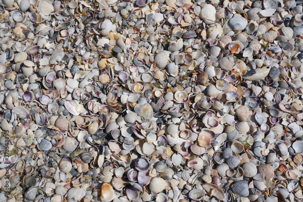 Background Of Seashells Background Of Seashells