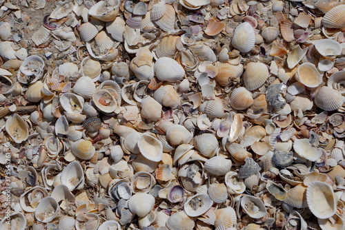 Background Of Seashells