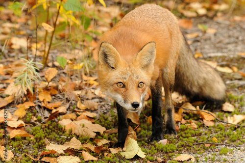 Red Fox Stock Photo.   Red Fox in the forest looking at the camera displaying fur, head, ears, eyes, nose, paws in its habitat with leaves foreground and background. Portrait. Picture. Image. Photo. ©  Aline
