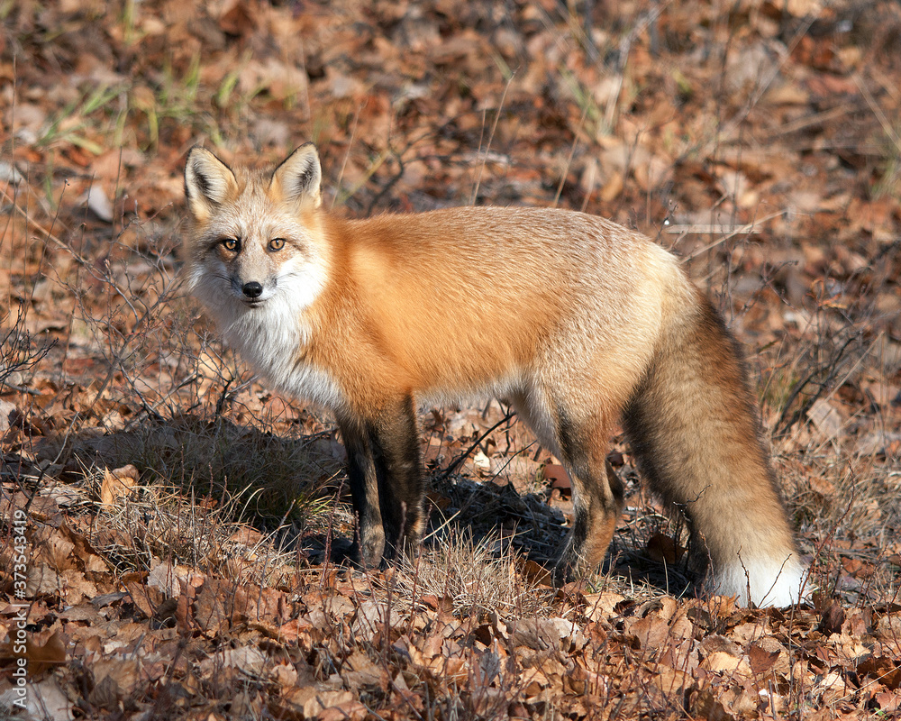 Naklejka premium Red Fox Stock Photo. Fox Red fox animal on a in the forest background. Autumn season leaves background and foreground. Bushy tail. Portrait. Picture. Image. Photo.