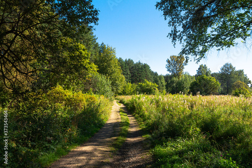 Dirt road in the summer forest among the trees.