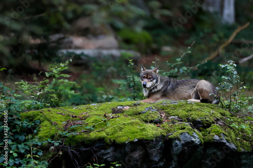 Close-up portrait of the wolf in a natural environment of a green forest. European grey wolf, Canis lupus. © Daniel Dunca