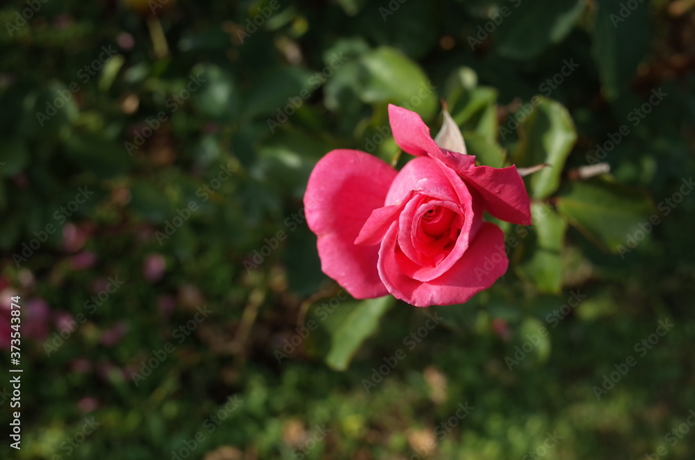 Pink Flower of Rose 'Hojun' in Full Bloom
Pink Flower of Rose 'Hojun' in Full Bloom