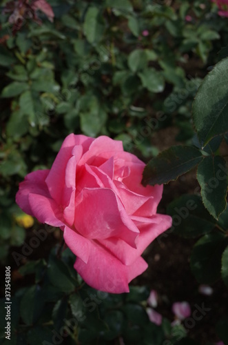 Pink Flower of Rose 'Hojun' in Full Bloom
 photo