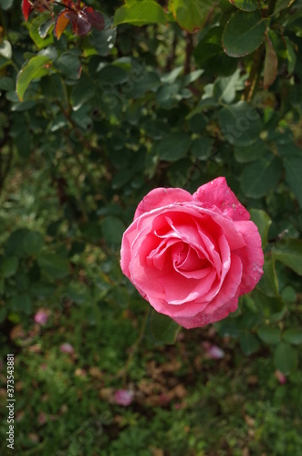 Pink Flower of Rose 'Hojun' in Full Bloom
