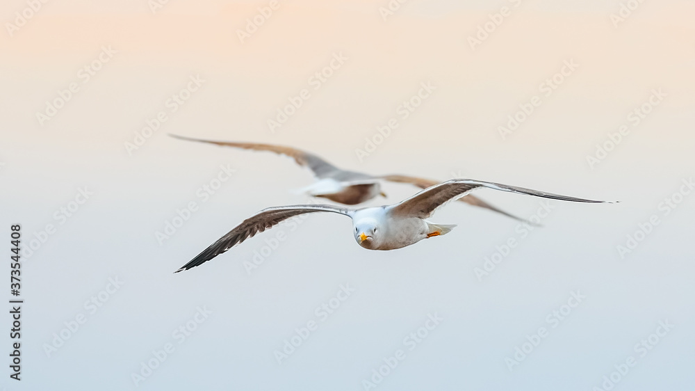 Obraz premium Moody photo. Huge seagulls floating against the background of the colorful sky before sunset. The North Sea, spring time. European herring gull, Larus argentatus.