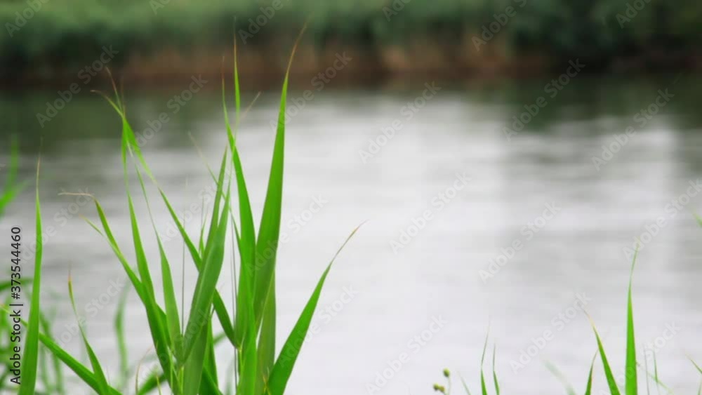 The bulrush on a background of sky, weak wind. The concept of peace. copy space The bulrush on a background of sky, weak wind. The concept of peace. copy space