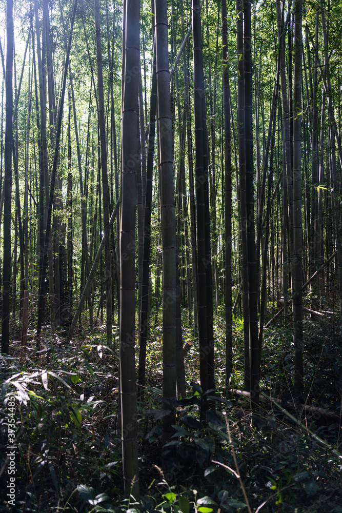 Fototapeta premium Bamboo forest