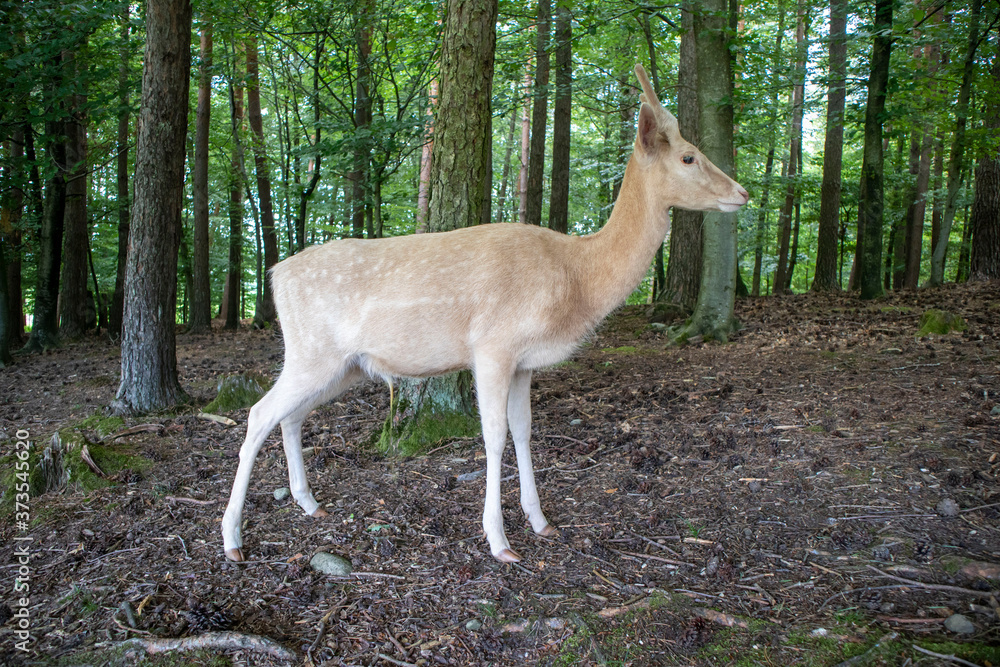 Fototapeta premium Leierhirsch