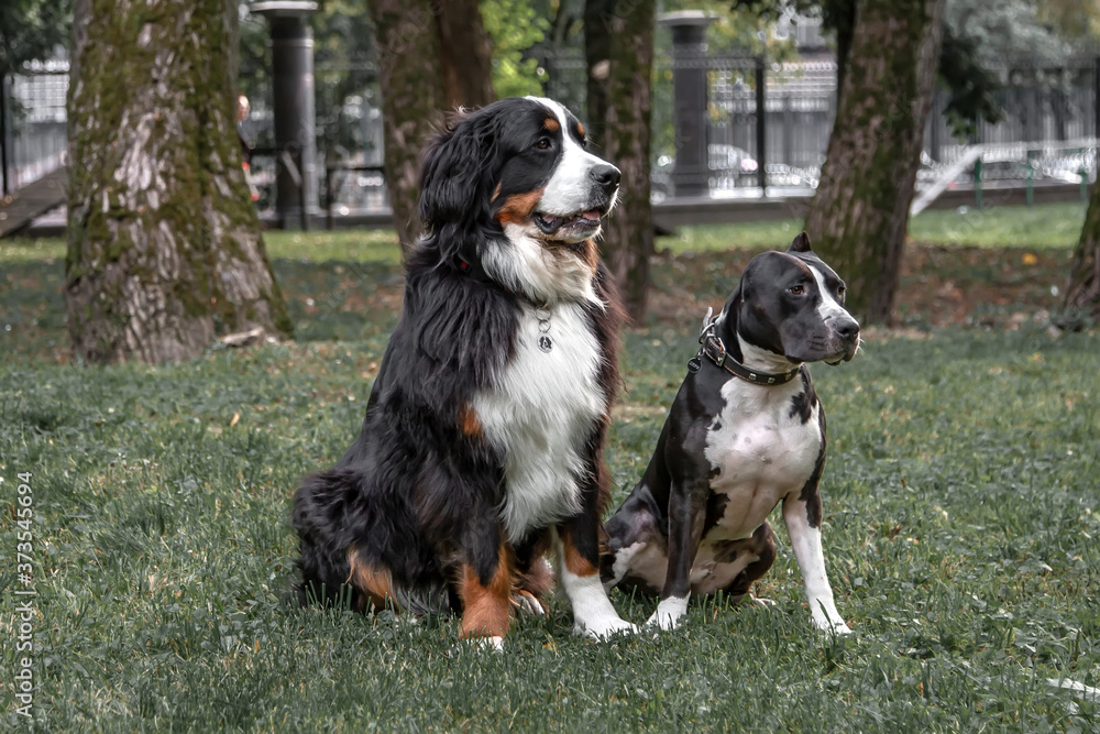 Two dogs are sitting in a clearing in the park