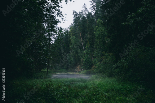 Mysterious green forest during rain with small river and fog. Moody landscape image.