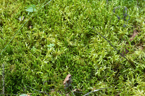 moss selaginella kraussiana (kunze) a. braun grows in the forest photo