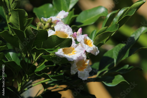 Detail of a radermachera photo