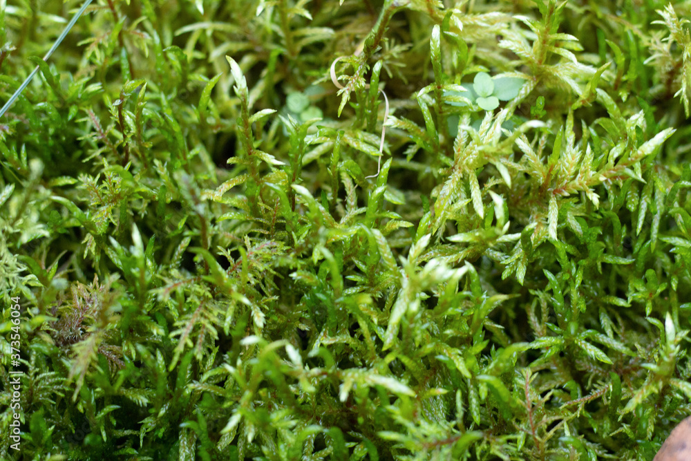 moss selaginella kraussiana (kunze) a. braun grows in the forest moss selaginella kraussiana (kunze) a. braun grows in the forest