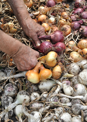 Hands of senior woman, harvesting ripe organic onion