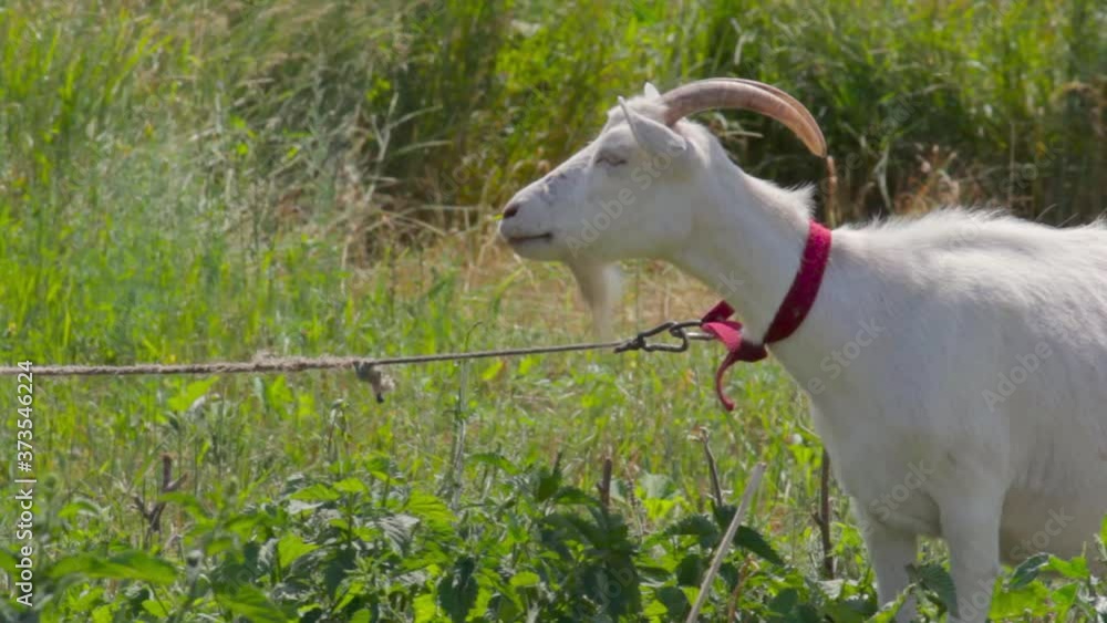 A young goat grazes in a spring meadow. Close-up of a goat. Goat posing on camera. copy space A young goat grazes in a spring meadow. Close-up of a goat. Goat posing on camera. copy space