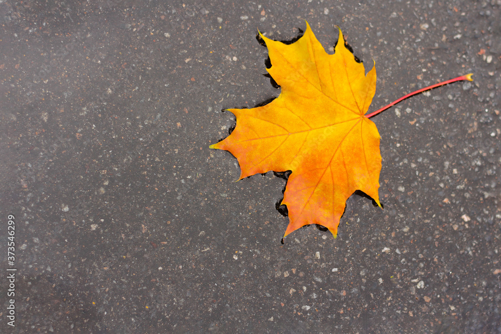 yellow maple leaf in a puddle. concept of autumn mood and Canada day. yellow maple leaf in a puddle. concept of autumn mood and Canada day.
