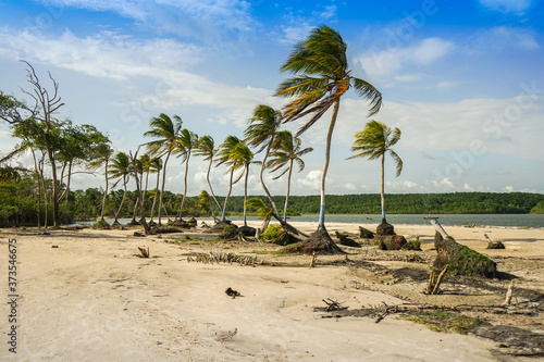 palm trees on the beach on marajo island brazil
