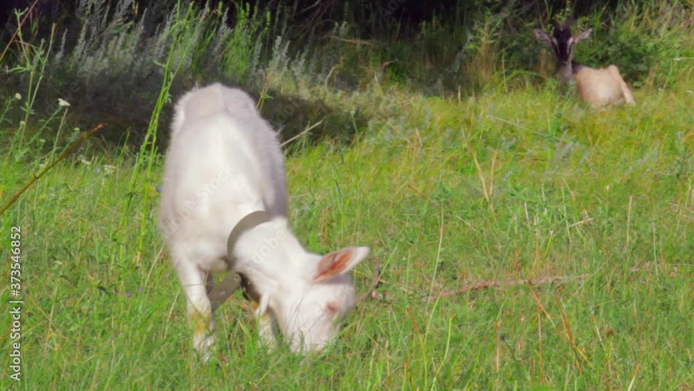 A lamb stands in a field in the pasture and eats grass. Copy space, full shot A lamb stands in a field in the pasture and eats grass. Copy space, full shot