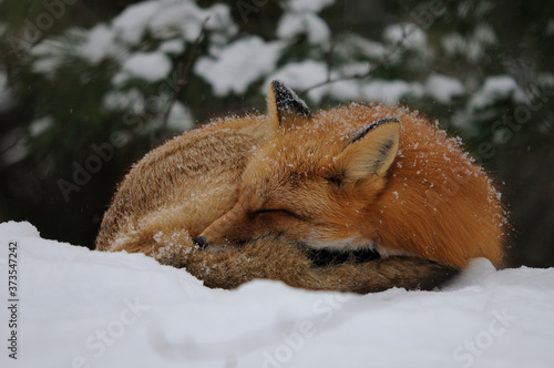 Fotografie Fox Red Fox Stock Photo