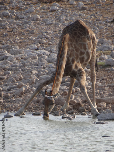 Some giraffe drinking
