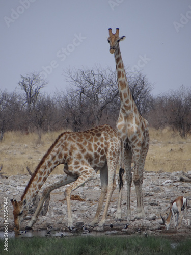 Some giraffes drinking