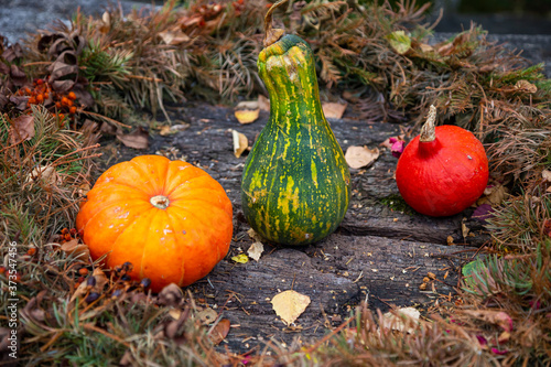 Variety of pumpkin, zuccini and Pattypan squash photo