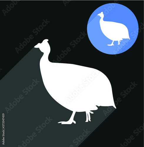 Guinea hen, guinea fowl