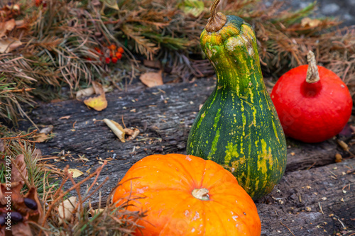 Variety of pumpkin, zuccini and Pattypan squash photo