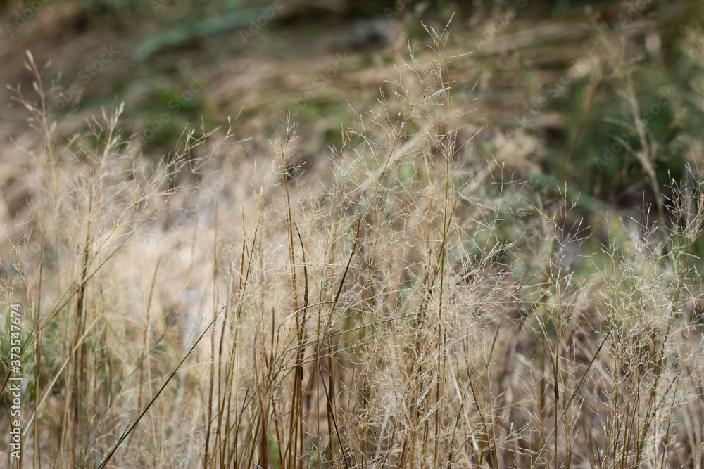 Dry furry panicles of Calamagrostis Ground (Calamagrostis epigeios) in a meadow with a copy space Dry furry panicles of Calamagrostis Ground (Calamagrostis epigeios) in a meadow with a copy space
