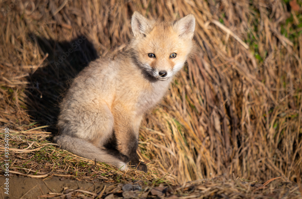Red fox kits in the wild Red fox kits in the wild