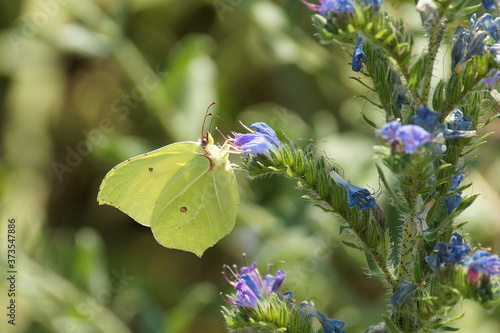 Papillon posé sur une fleur photo