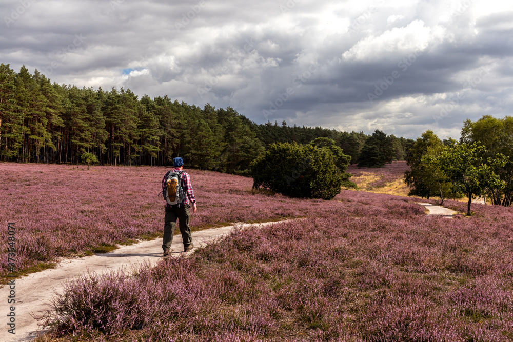 Wanderer auf dem Heidepanoramweg zur Heideblüte in der Lüneburger Heide (Misselhorner Heide) / Hiker enjoying the heather blossom in the north of Germany Wanderer auf dem Heidepanoramweg zur Heideblüte in der Lüneburger Heide (Misselhorner Heide) / Hiker enjoying the heather blossom in the north of Germany