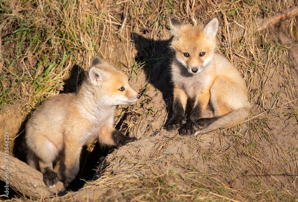 Fototapeta premium Red fox kits in the wild