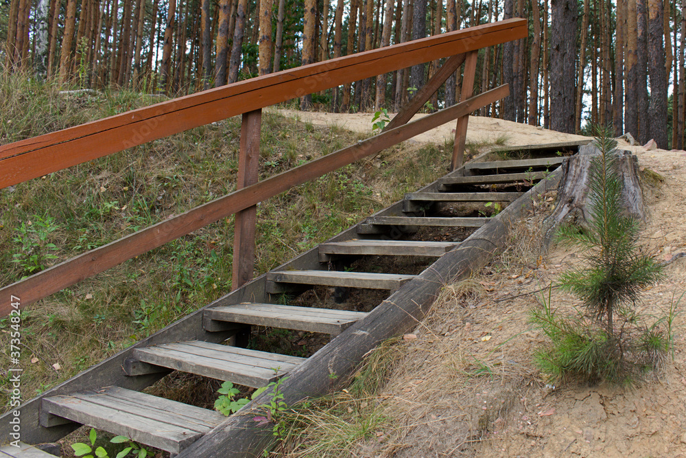 wooden staircase with railing in the forest
