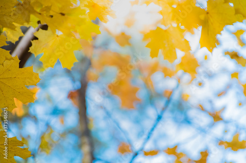 Colorful autumn leaves on a soft background on a sunny day