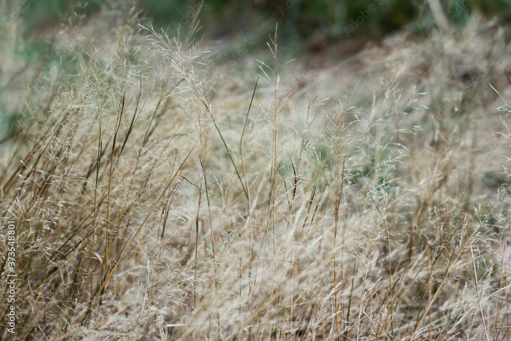 Fototapeta premium Dry furry panicles of Calamagrostis Ground (Calamagrostis epigeios) in a meadow with a copy space