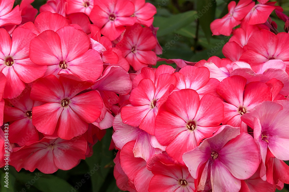 Blooming pink Phlox flowers in the autumn garden