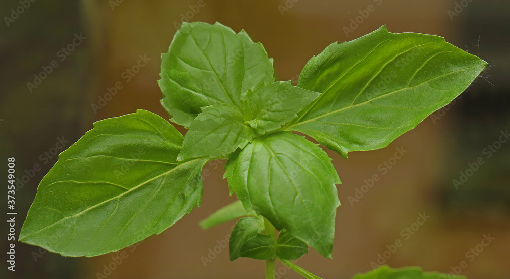 Fototapeta premium Basil leaves plant