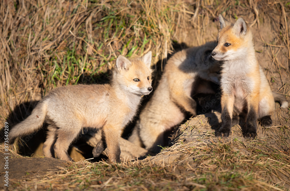 Red fox kits in the wild Red fox kits in the wild